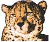 photo stitch leopard embroidery