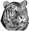 photo embroidery tiger design