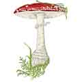 Amanita muscaria big mushroom